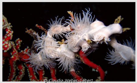 anemones by Claudia Weber-Gebert 