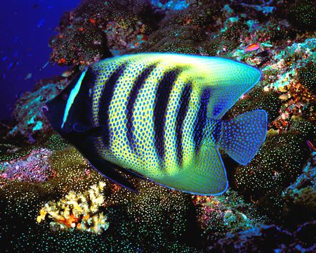 Are the stars out tonight? 6 bar angelfish in Australia's... by Michael Canzoniero 