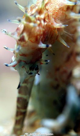 SeaHorse @ Nikon D80, Patima Housing, 1/100, F8, ISO 100,... by Azman Kamaluddin 