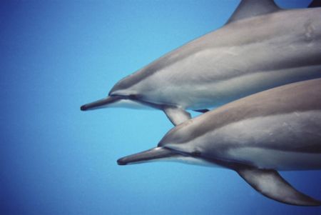 Taken at one of the beautiful shallow bays on Maui while ... by Helen Kordyl 