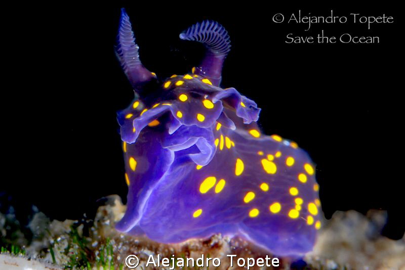 Nudibranch close up,La Paz Mexico by Alejandro Topete 