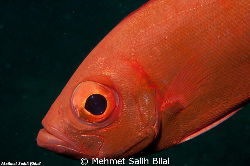 A Big Eye in night dive. by Mehmet Salih Bilal 