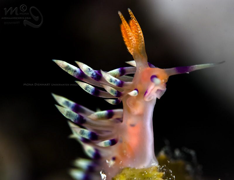 FLABELINA by Mona Dienhart 