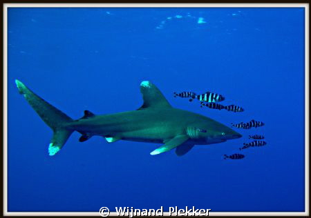 Oceanic with friends by Wijnand Plekker 