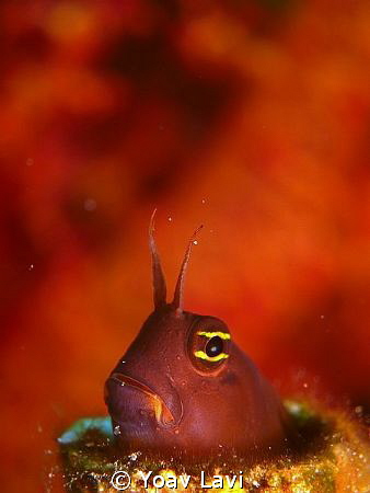 Blenny by Yoav Lavi 