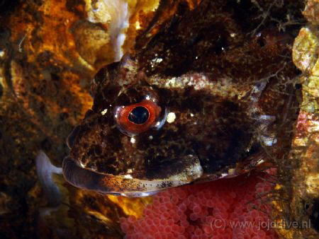 In winter time the colored eggs of the Myoxocephalus scor... by John De Jong 