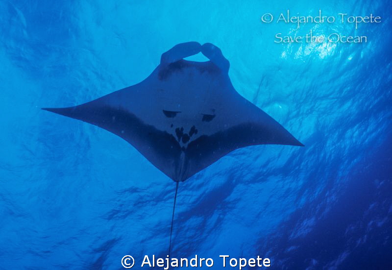 Manta Ray and the sun, Revillagigedo Mexico by Alejandro Topete 