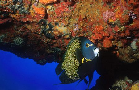Angel Fish at Pedras Secas II - Fernando de Noronha Archi... by Eduardo Lima 