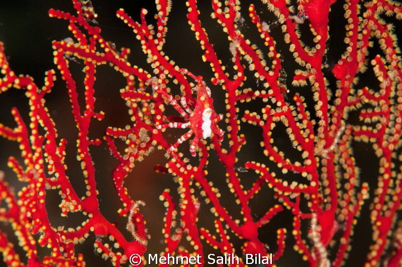 Xenocarcinus Conicus on the gorgonian. by Mehmet Salih Bilal 