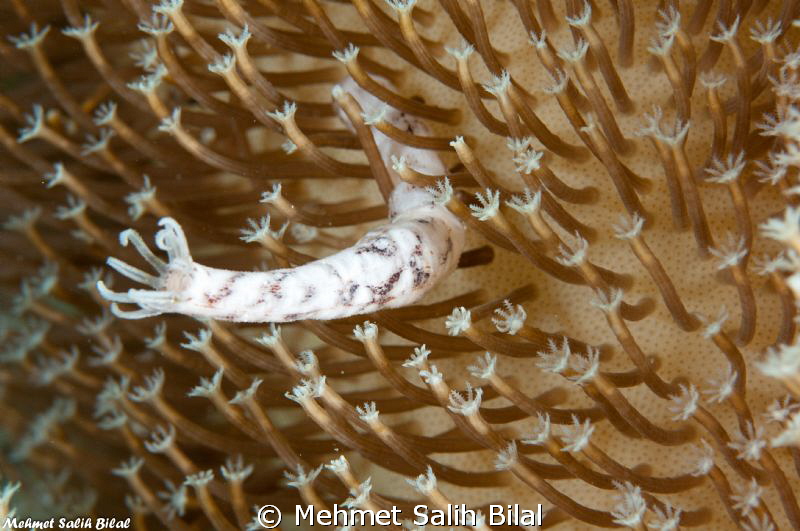 Unsuccesful camouflage! by Mehmet Salih Bilal 
