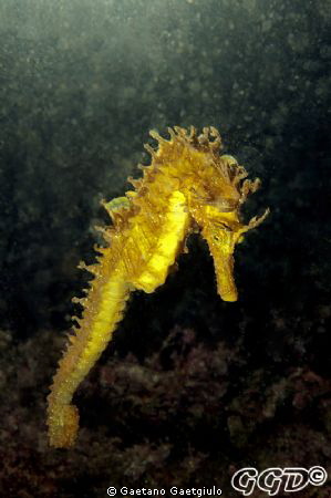 "Sun-shower"
Hippocampus Guttulatus taking a sun-shower ... by Gaetano Gaetgiulo 