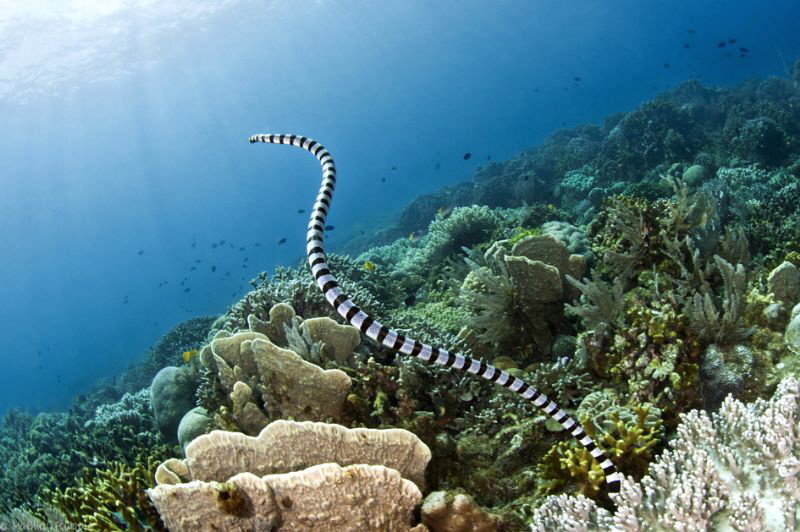 banded sea krait by Mathieu Foulquié 