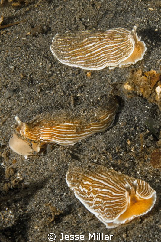 3 Striped Nudibranchs by Jesse Miller 