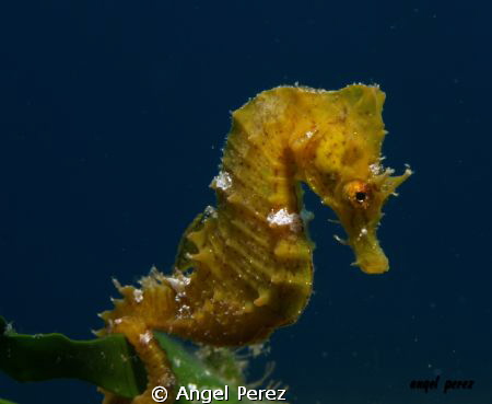 otro caballito de las islas Canarias, tenemos muy pocos y... by Angel Perez 