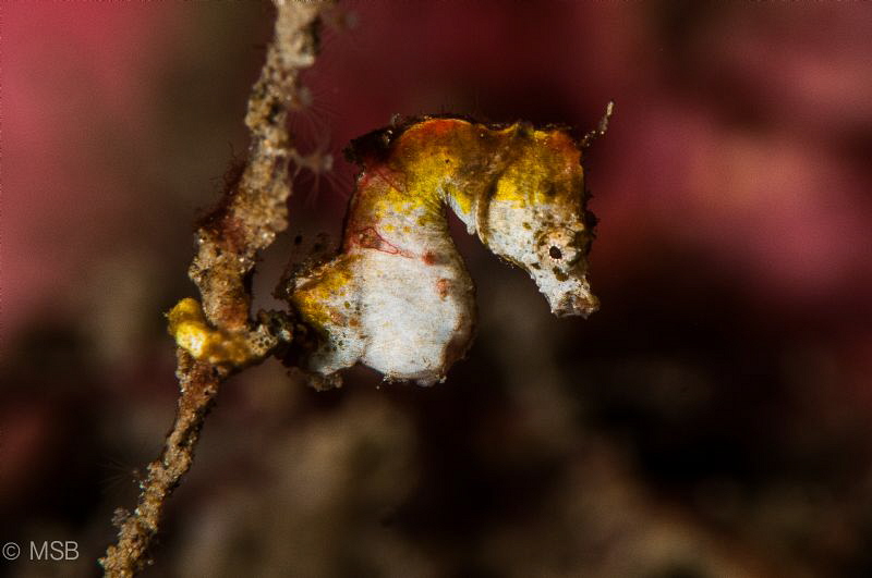 Pontohi pygme sea horse in Lembeh. by Mehmet Salih Bilal 