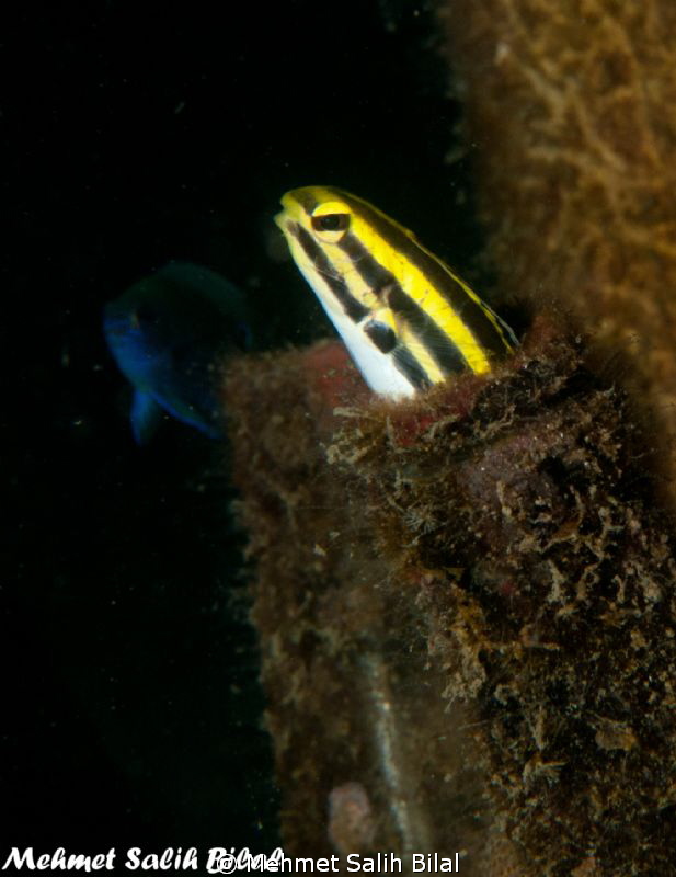 Blenny in the bottle at Lembehç by Mehmet Salih Bilal 
