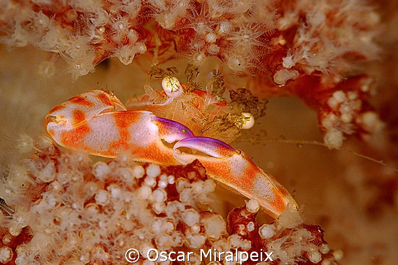 Soft coral crab by Oscar Miralpeix 