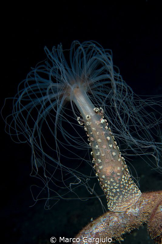 Alicia mirabilis, night dive by Marco Gargiulo 