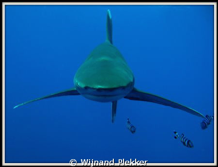 Frontal Oceanic by Wijnand Plekker 