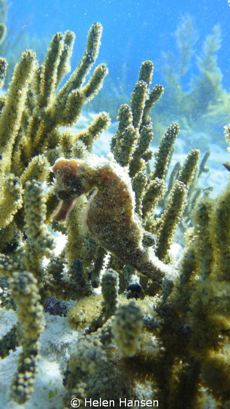 Sea Horse by Helen Hansen 