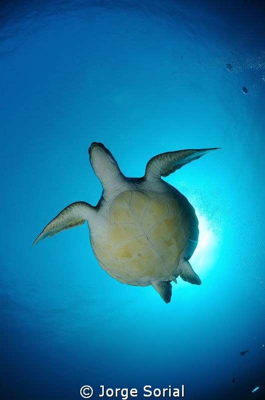 Green turtle by Jorge Sorial 