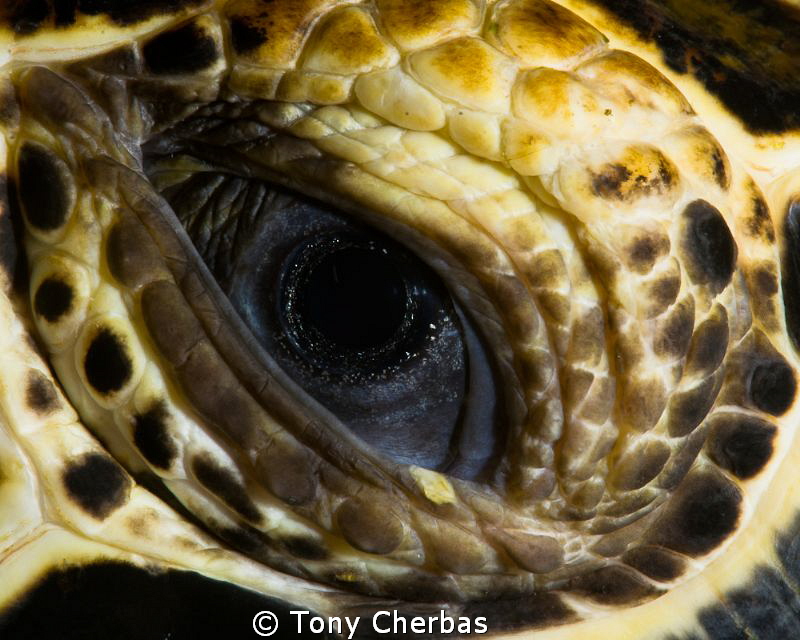 "Closer" Note: This was the only shot taken. I only took ... by Tony Cherbas 