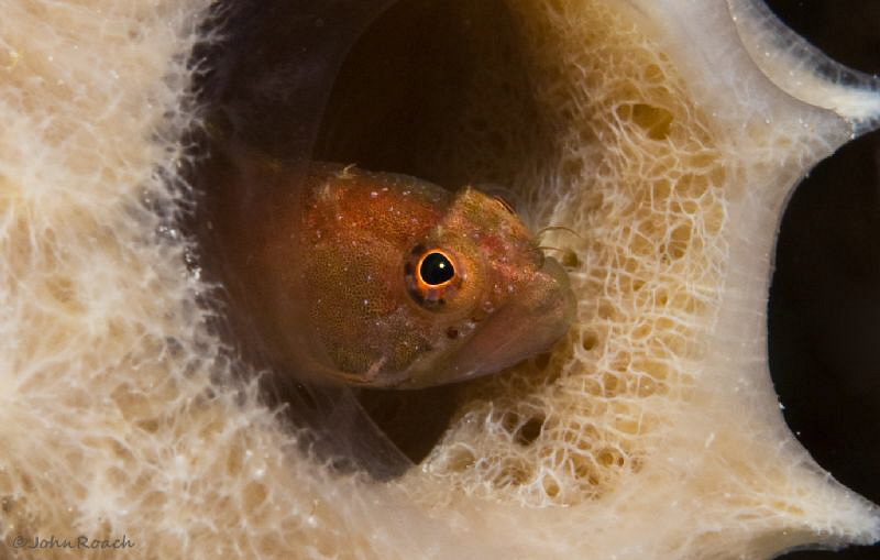 One of the many Ringed Blennys @Front Porch Bonaire Dutch... by John Roach 