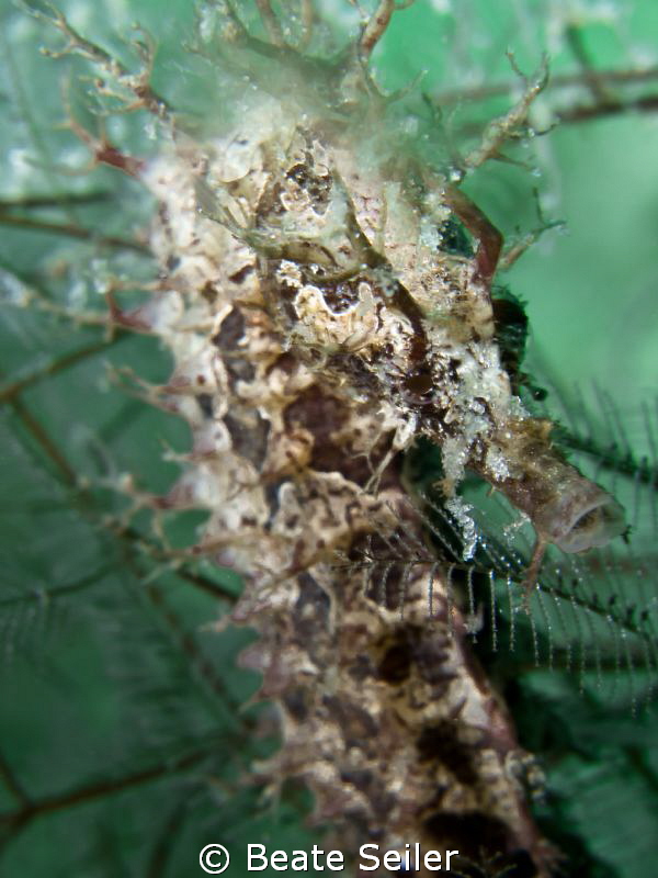 Seahorse by Beate Seiler 