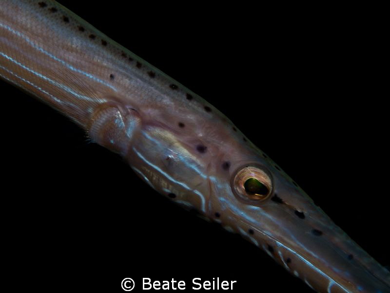 Trompet fish diagonal by Beate Seiler 