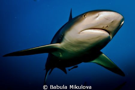 shark by Babula Mikulova 