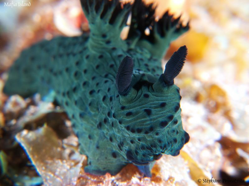 Nembrotha milleri. by Stéphane Primatesta 