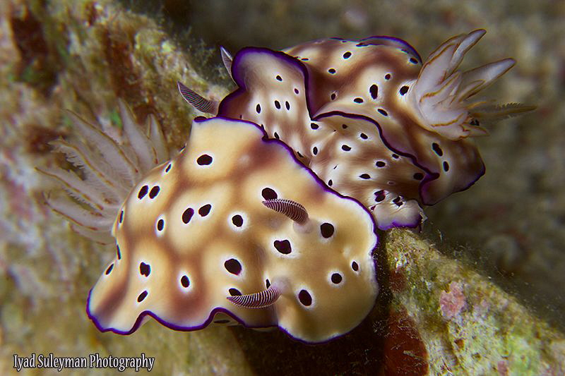 Mating of Nudibranchs by Iyad Suleyman 