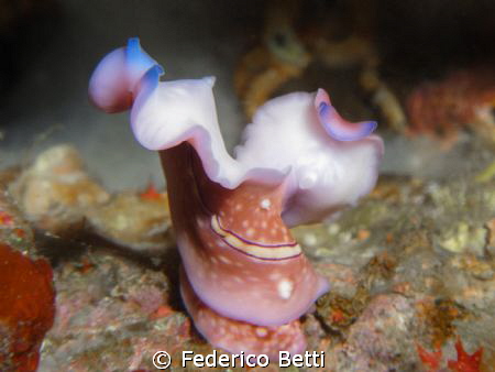 Two flatworms in a penis fencing, a particular reproducti... by Federico Betti 
