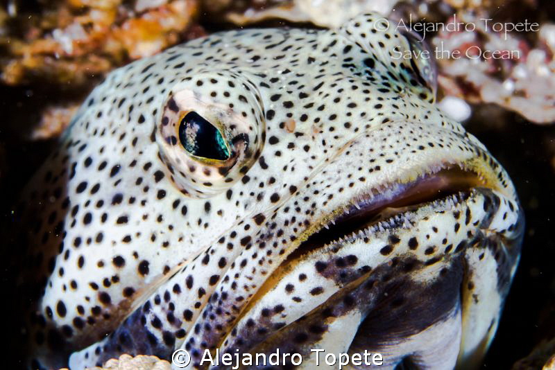Jaw Fish in cave, La Paz Mexico by Alejandro Topete 