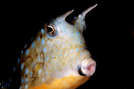 Long-horn cowfish,taken with D70,105
KAPALAI,SABAH,BORNEO by Frankie Tsen 