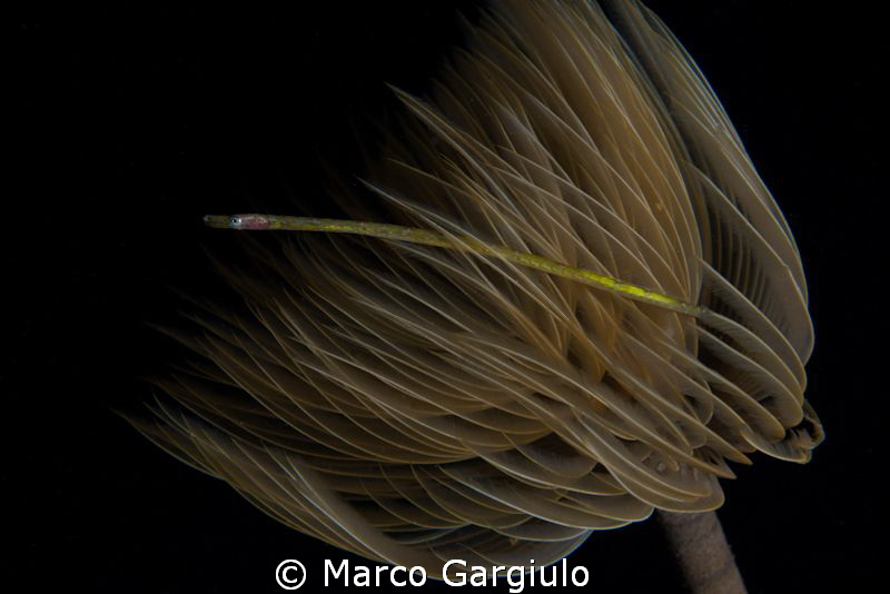 small mediterranean pipefish into a tube worm by Marco Gargiulo 