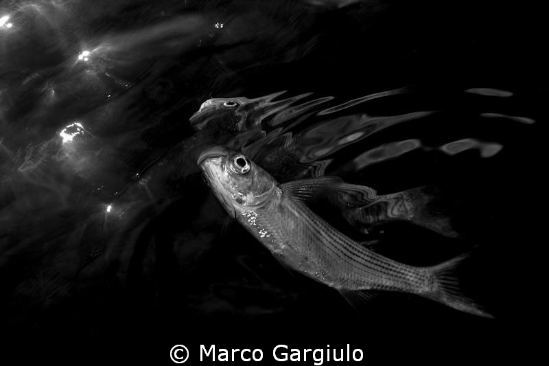 Mugil cephalus reflection by Marco Gargiulo 