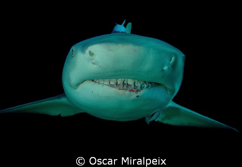 Lemon Shark close up by Oscar Miralpeix 