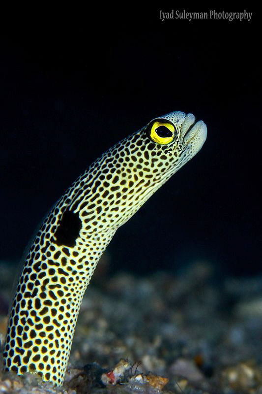 Spotted Garden Eel by Iyad Suleyman 