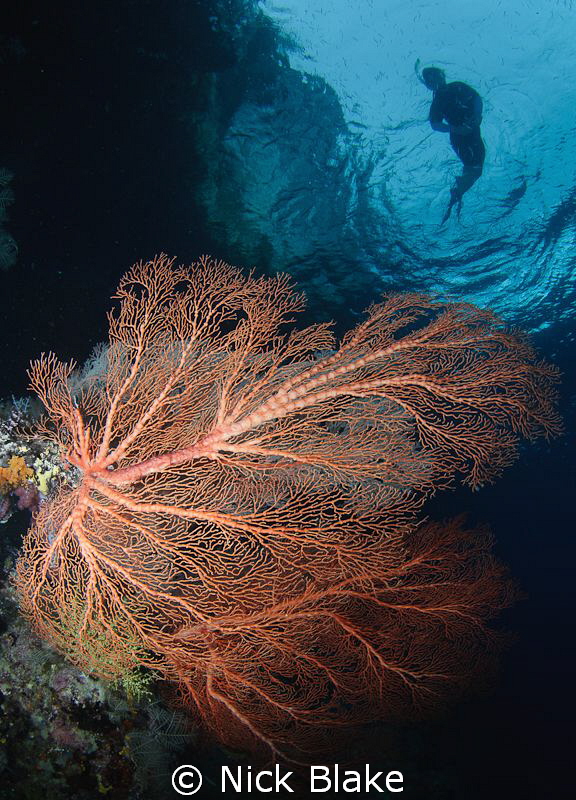 Corals and snorkeller, Misool, Indonesia. by Nick Blake 