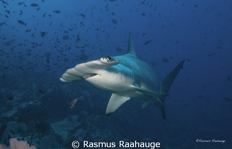 Solitary Hammerhead
Picture taken at La Nevera - Malpelo... by Rasmus Raahauge 