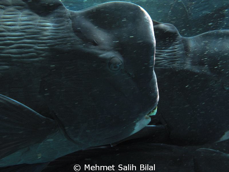 Bumphead in Sipadan. by Mehmet Salih Bilal 