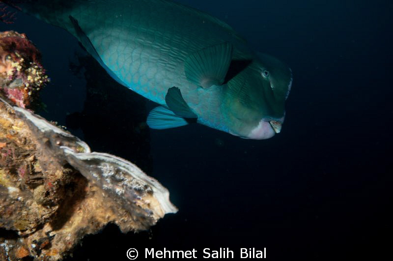 Bumphead in Liberty wreck. by Mehmet Salih Bilal 