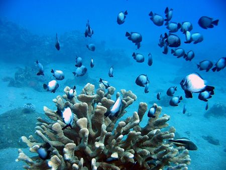 Damsel fish flock to this antler coral on Maui, Hawaii by Todd Meadows 