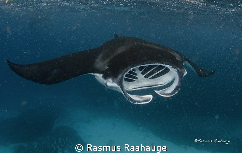 Feeding behavior by Rasmus Raahauge 