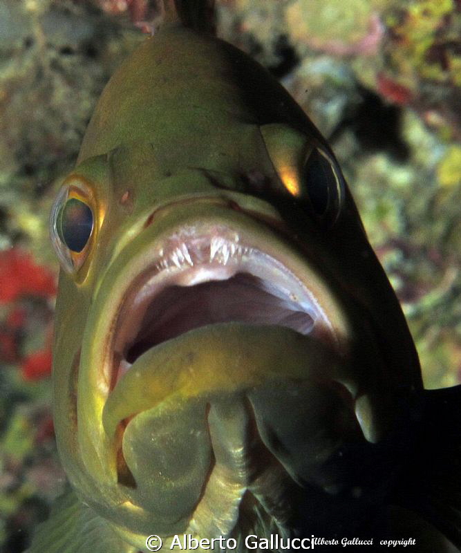 The teeth of the grouper by Alberto Gallucci 