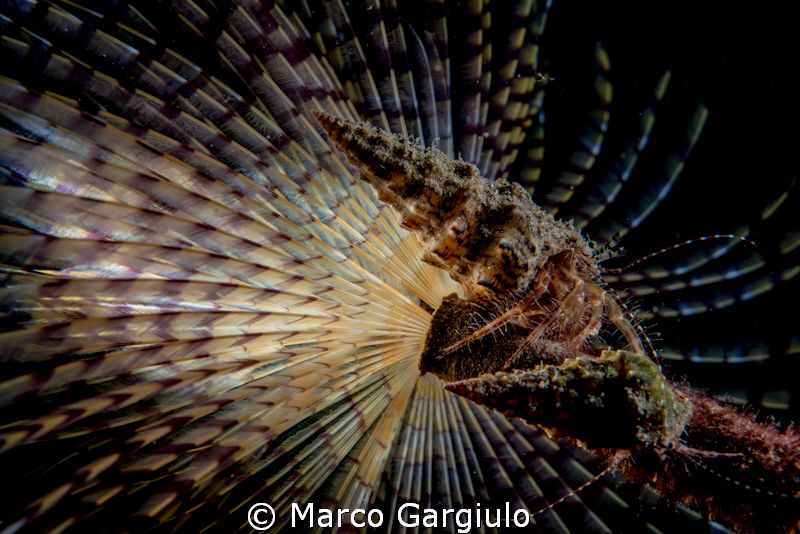 Pagurian on Sabella spallanzani by Marco Gargiulo 