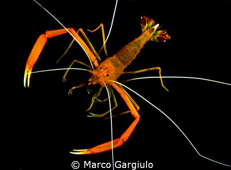 Mediterranean Stenopus on black by Marco Gargiulo 