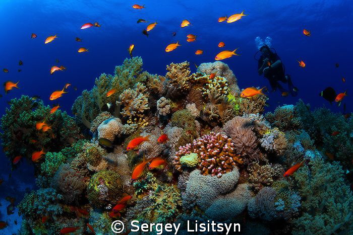 Reef. by Sergey Lisitsyn 