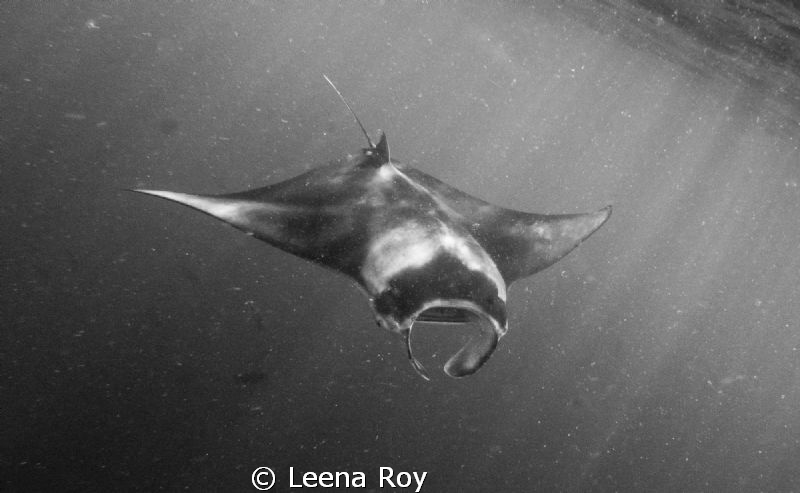 Manta by Leena Roy 
